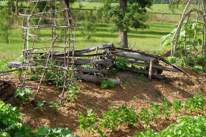 Garden Green Veggies Nature Summer