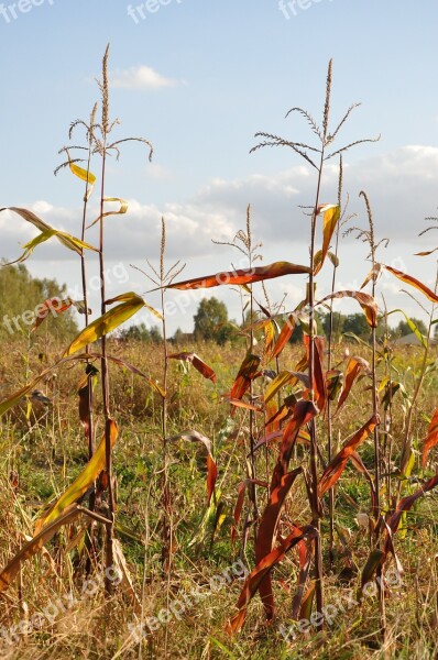 Corn Autumn Field Meadow Lets Go Kampinos