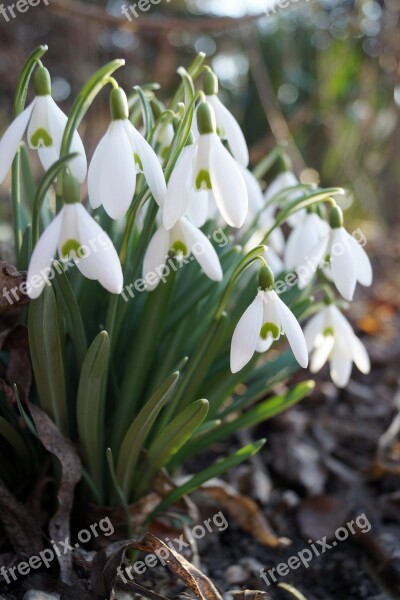 Snowdrop Spring White Flowers Cluster