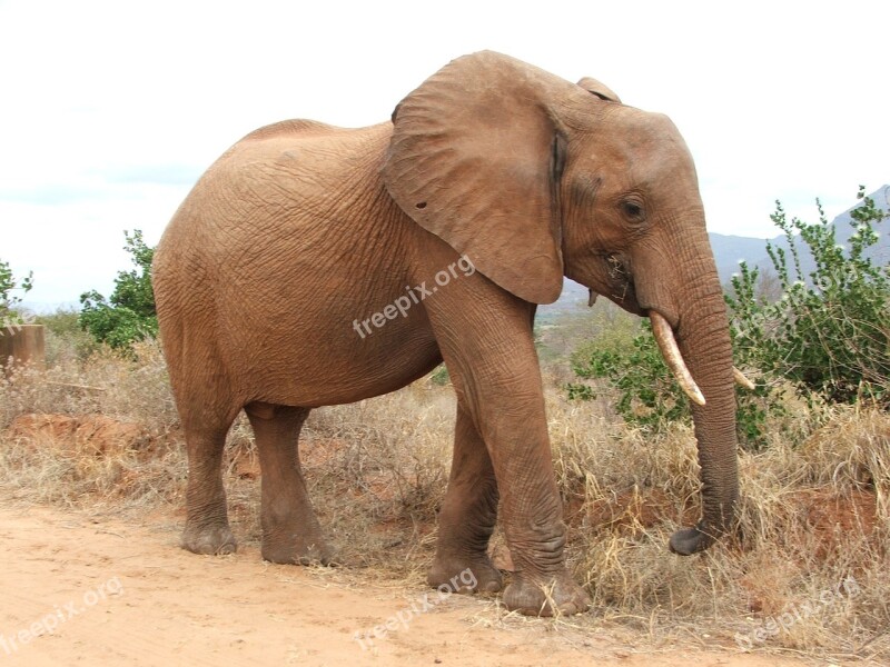 Elephant Kenya Safari Africa Wildlife