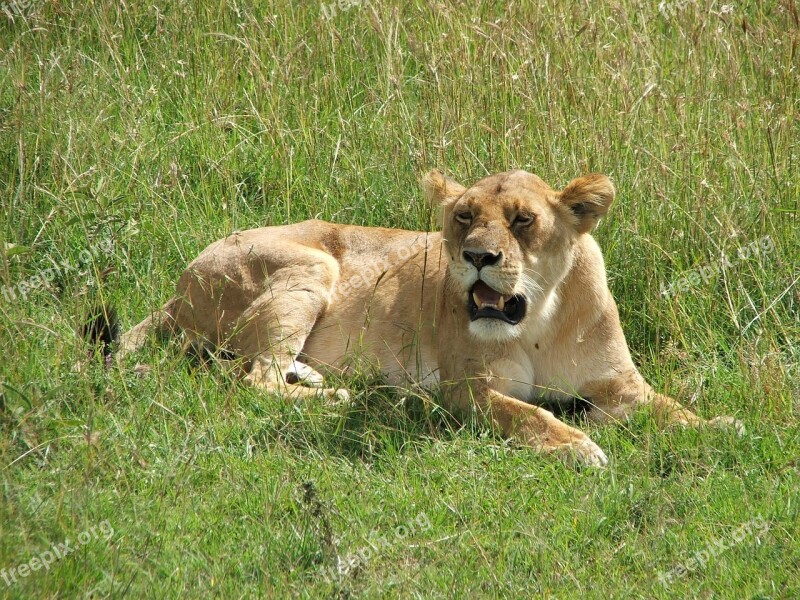 Lioness Africa Grass Lion Wildlife