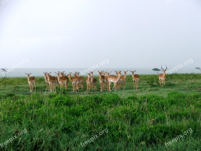 Kenya Game Herd Safari Africa