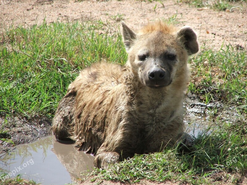 Hyena Africa Water Hole Wallow Wildlife