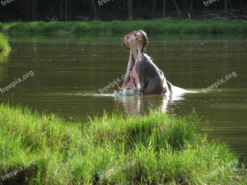 Hippo Kenya Africa Wildlife Animal