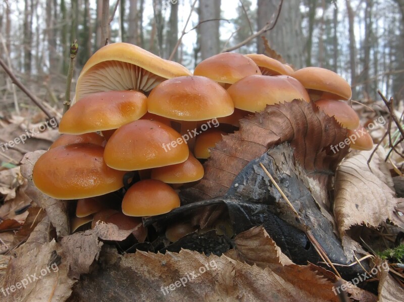 Mushrooms Forest Fungus Autumn Fruiting Bodies