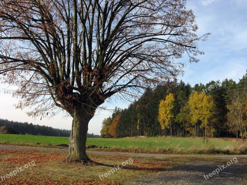 Autumn Tree Nature Branches The Crown Of The Tree