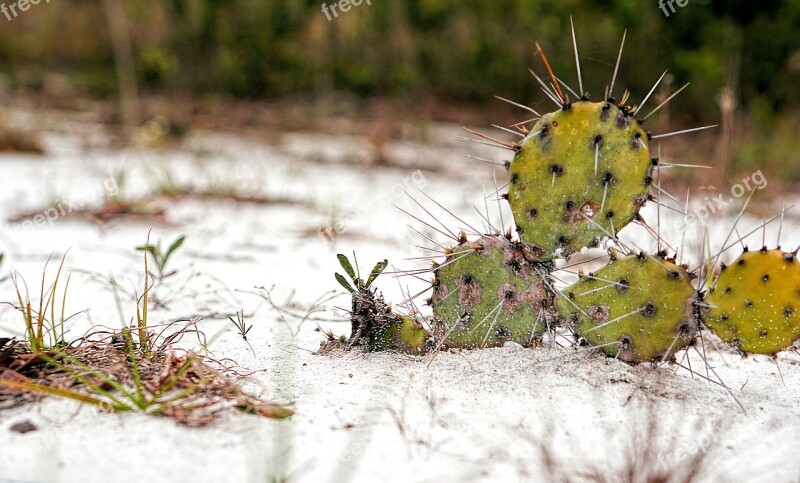 Plant Cactus Sand Nature Garden