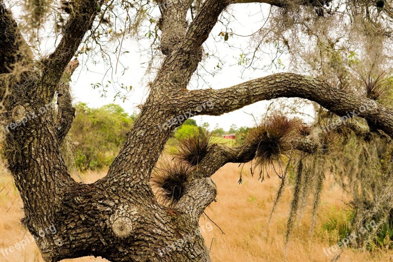 Tree Nature Landscape Outdoor Branch