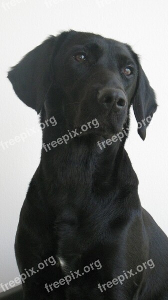 Dog Labrador Formel1 Black Bitch