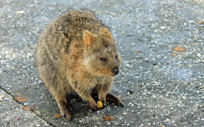 Quokka Marsupial Kangaroo Australia Rottnest Island