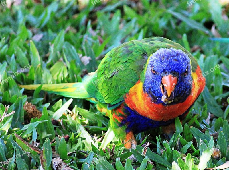 Parrot Ara Colorful Birds Parrots