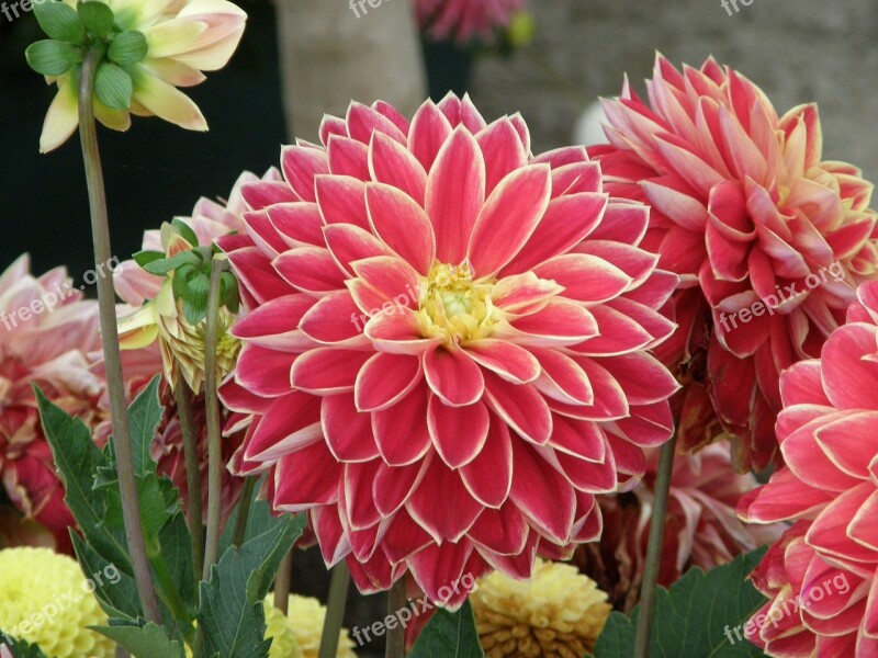 Flowers Dahlia Horticulture Free Photos