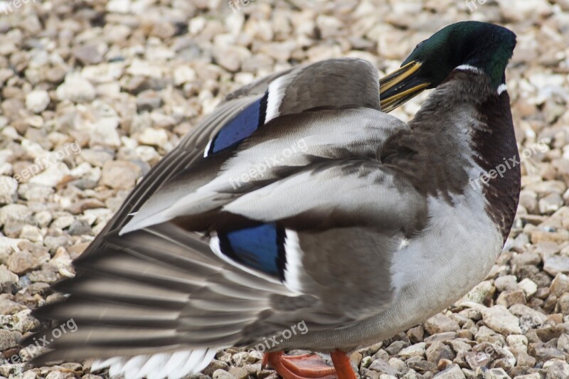 Bird Fauna Duck Mallard Nature