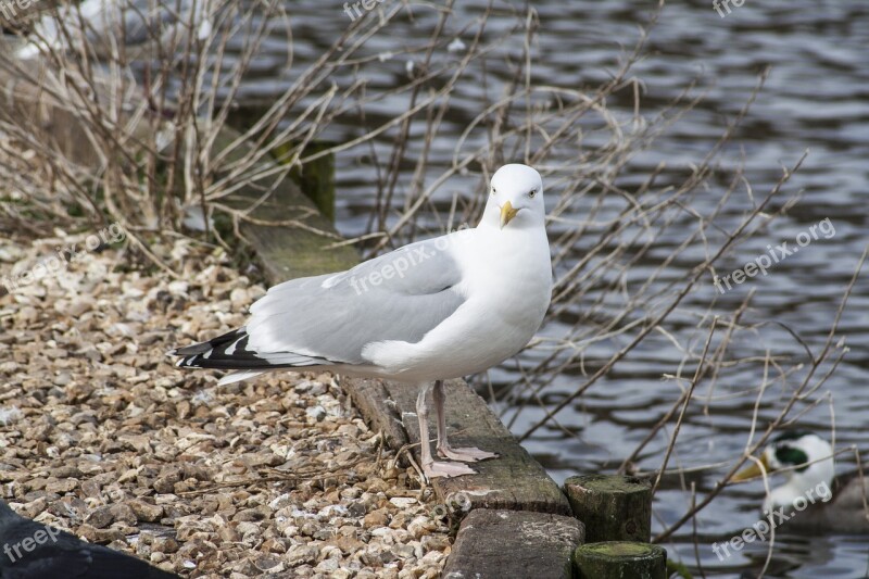 Bird Fauna Seagull Gull Nature