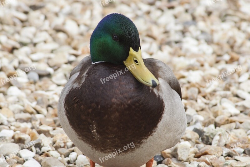 Bird Fauna Duck Mallard Nature