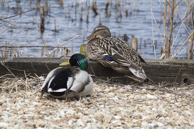 Ducks Fauna Nature Birds Animal