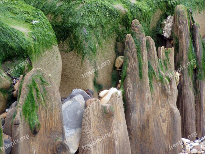 Detail Beach Washed Out Wood Seaweed