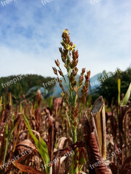 Millet The Nutritional Value Of Millet Nature Autumn Free Photos