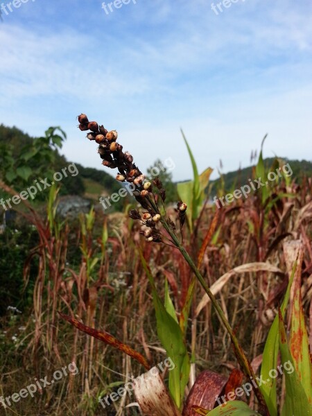 Millet The Nutritional Value Of Millet Nature Autumn Free Photos