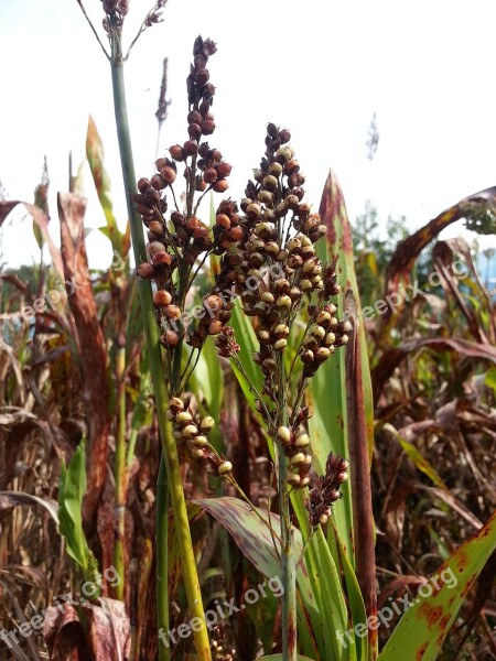 Millet The Nutritional Value Of Millet Nature Autumn Free Photos