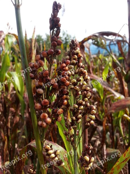 Millet The Nutritional Value Of Millet Nature Autumn Free Photos