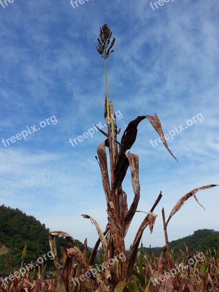 Millet The Nutritional Value Of Millet Nature Autumn Free Photos