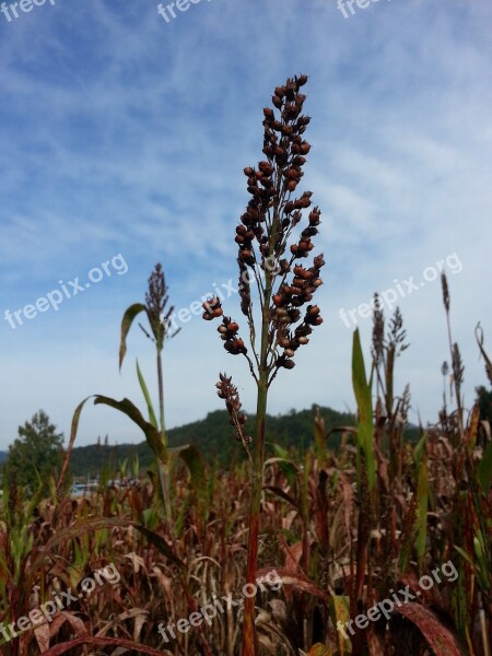 Millet The Nutritional Value Of Millet Nature Autumn Free Photos