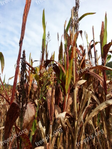 Millet The Nutritional Value Of Millet Nature Autumn Free Photos