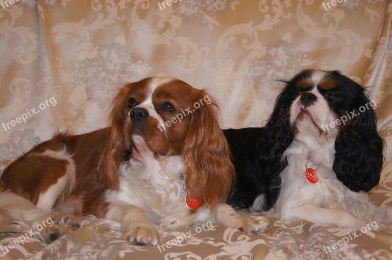 Cavalier Dog Dog Cavalier Spaniel Breed Dogs