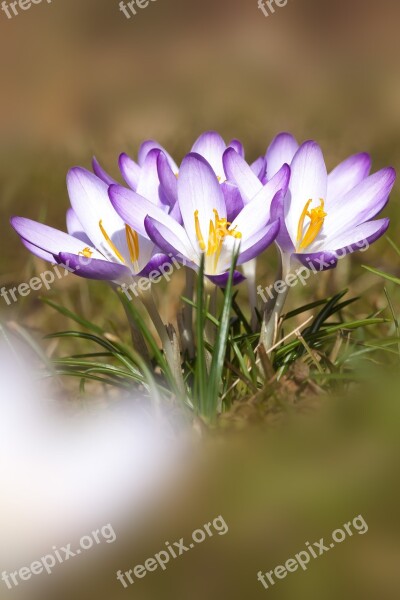 Spring Crocus Schwertliliengewaechs Spring Crocus Flower