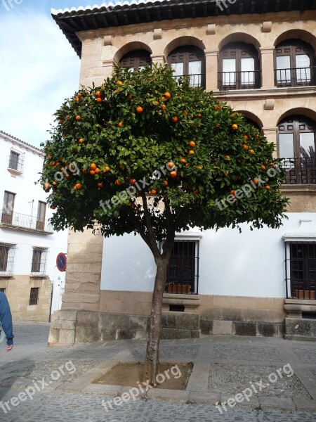 Spain Square Orange Trees Tree Spanish Village