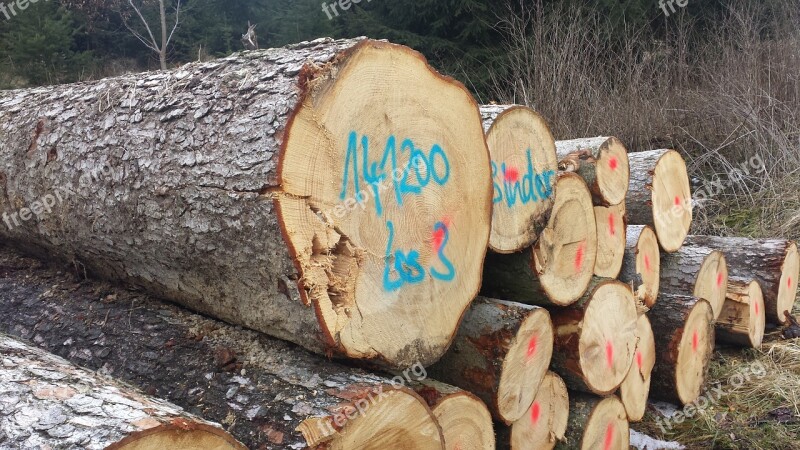 Cut The Logs Stacked Forestry Work Sawed Off Tree Trunks