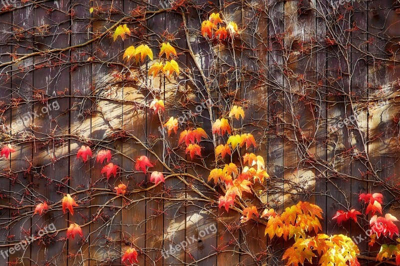 Autumn Vine Leaves Leaves Wooden Wall Entwine