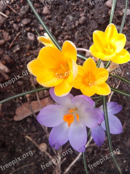 Crocus Spring Purple Blossom Bloom