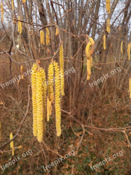 Hazel Flowers Frühlingsanfang Nature Bush