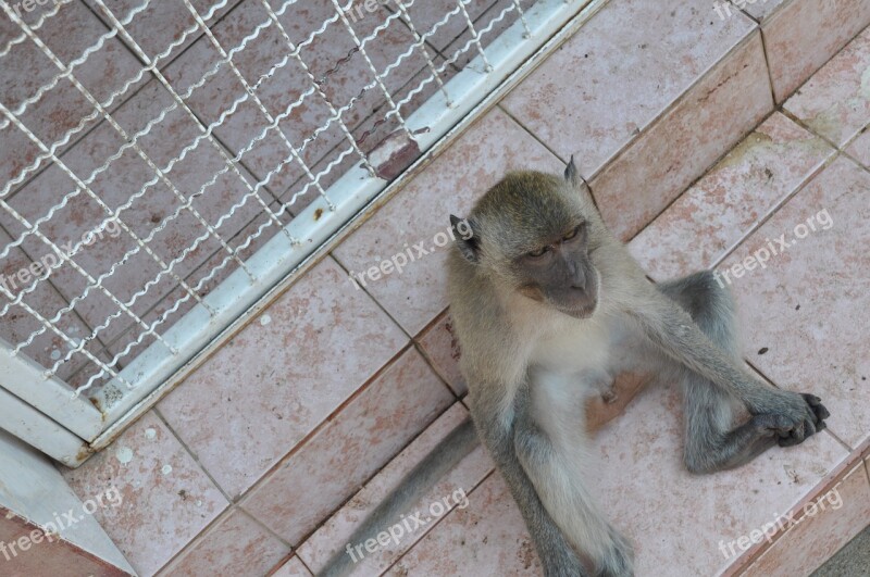 The Monkey Thailand Animal Free Photos