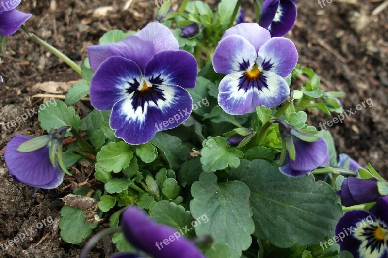 Purple Spring Early Bloomer Full Bloom Purple Flower