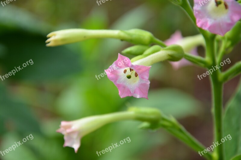 Tobacco Flower Pink Pink Flower Plant