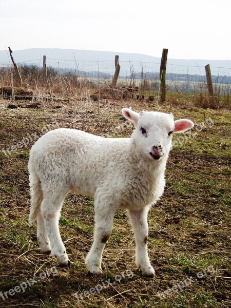 Sheep Lamb Meadow Schäfchen Wool