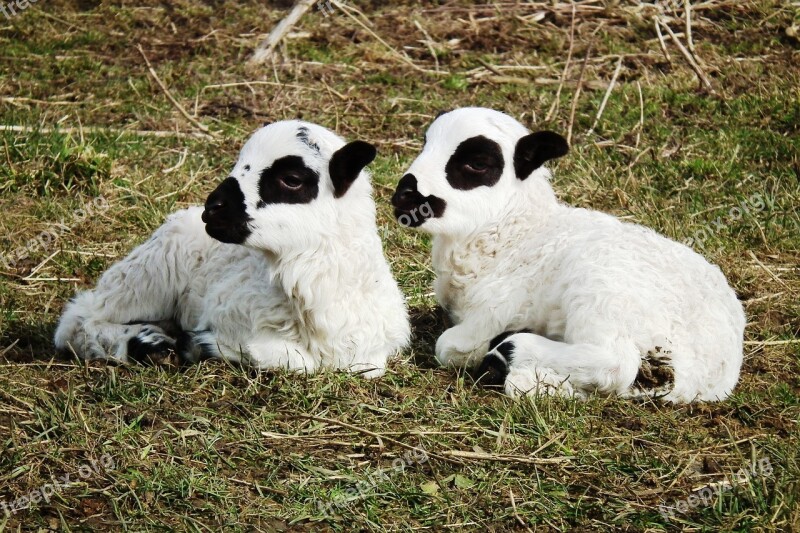 Sheep Lamb Lambs Meadow Cute