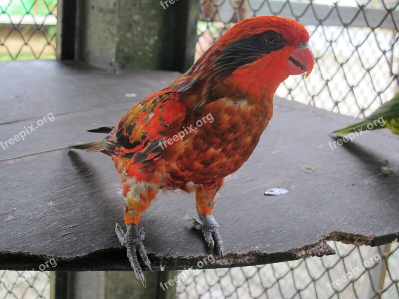 Parrot Bird Animals Birds Feathered Race