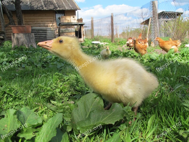 Gosling Goose Village Farm Free Photos