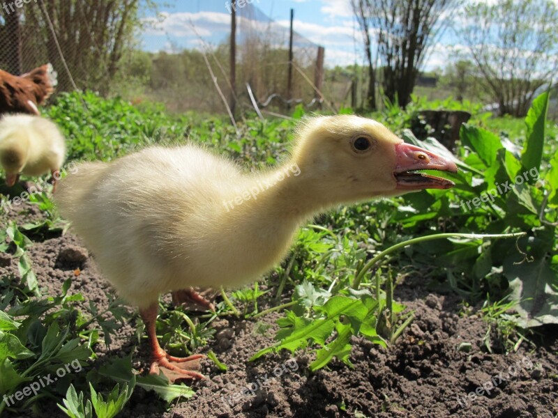 Gosling Goose Village Farm Free Photos