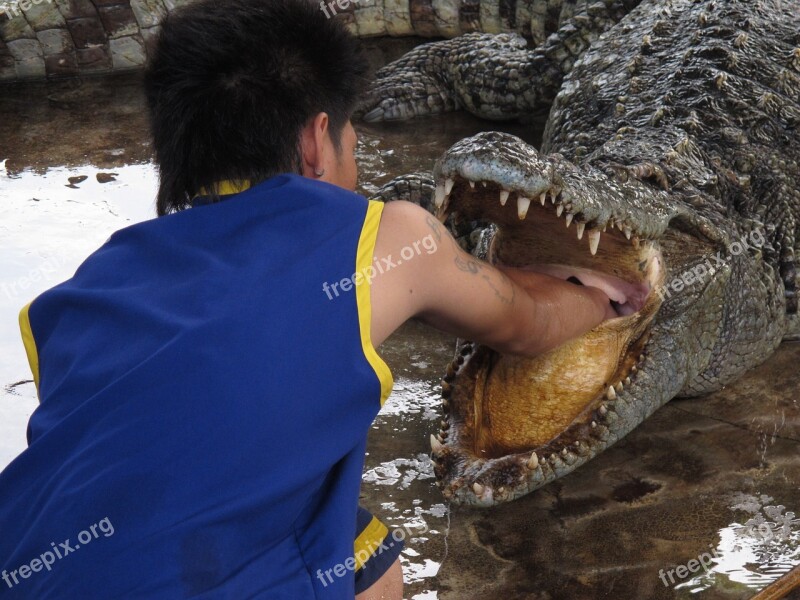 Hand Crocodile Focus Crocodile Show Free Photos