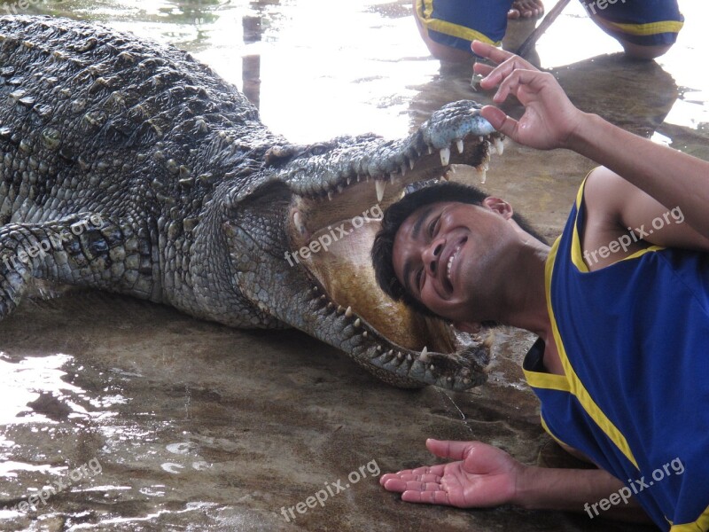 Hand Crocodile Focus Crocodile Show Free Photos