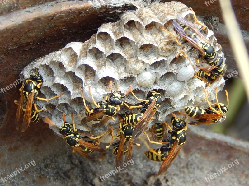 Wasp Hornet Sting Natural Free Photos