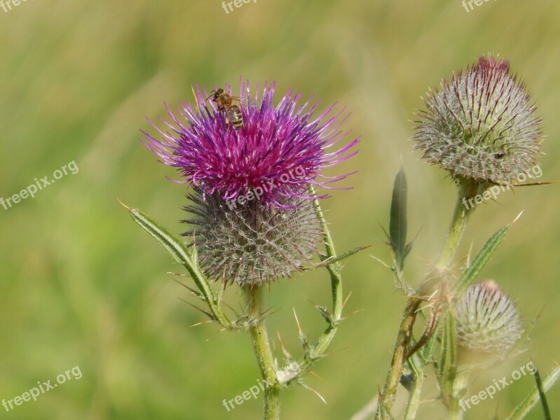 Thistle Natural Wasp Free Photos