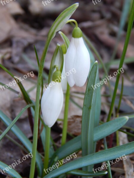 Snowdrop Spring Spring Flowers Free Photos