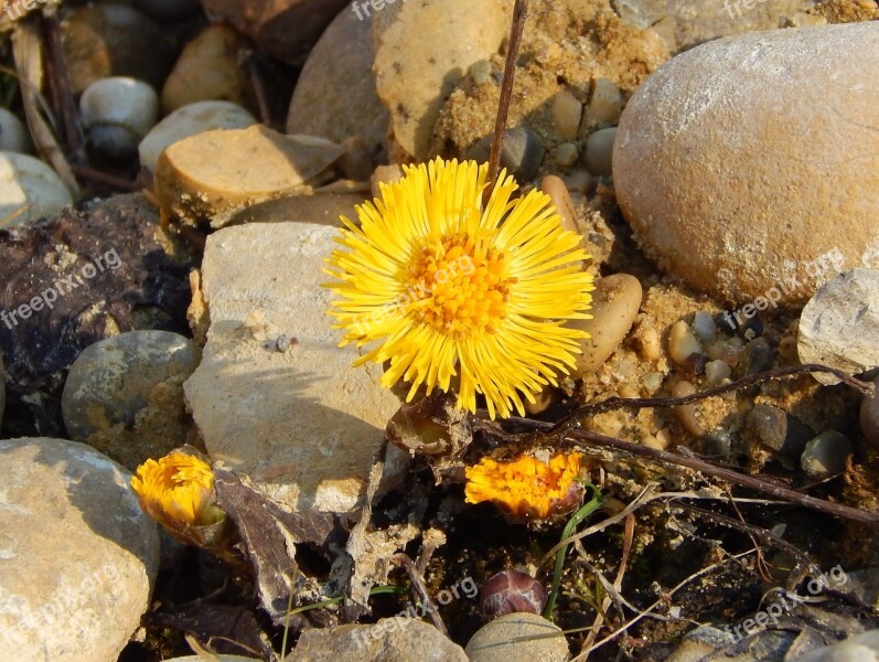 Coltsfoot Herb Flower Spring Free Photos