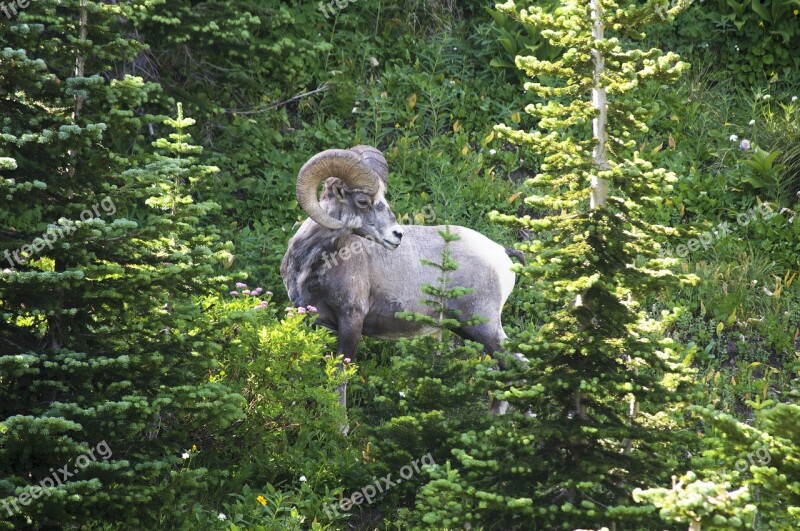 Glacier National Park Ram Animal Sheep National